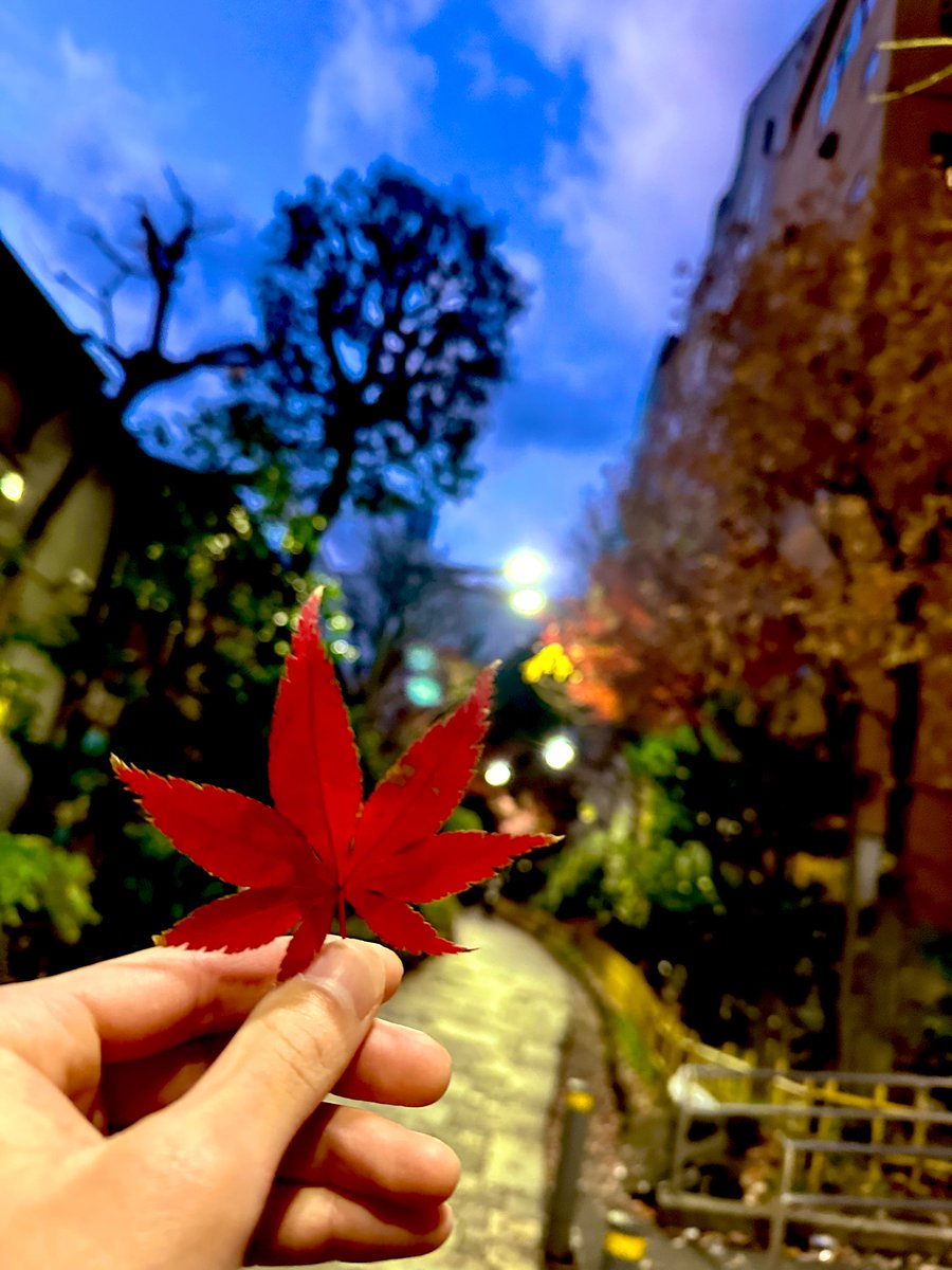 kaidayo0811's tweet photo. 紅葉みにいこうよ
#うちなーんちゅからしたら嬉しい
#言ってみたかった https://t.co/iSvoR2nKXf