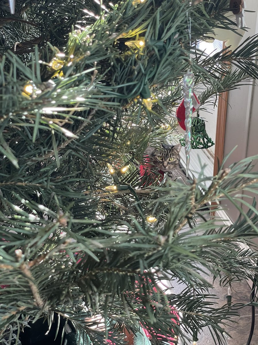 S.W. Andersen tweet media