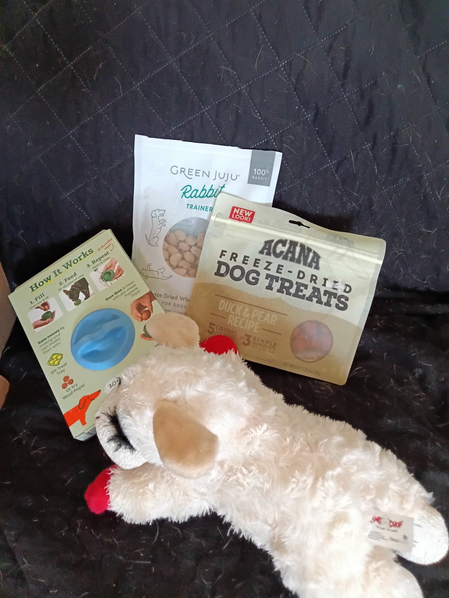 BeagleMarcoPoLo's tweet photo. Merry Christmas to all! It's Spike the Tike. I got presies from my Secret Beagle Tekoa! MaMa can't find her account - she old you know. Ise is so excited. #SecretBeagle2025 #secretbeagle https://t.co/LvdcJjb4wq