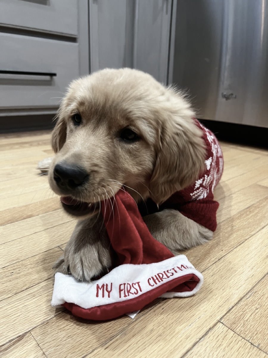 cieIify's tweet photo. december had passed more quickly than i expected. still, before the new year comes along, yoko and i wished to stop by and extend our warmest thoughts !

merry christmas and happy holidays to all you lovies (˶ᵔ ᵕ ᵔ˶) https://t.co/ABOHTu31Mr