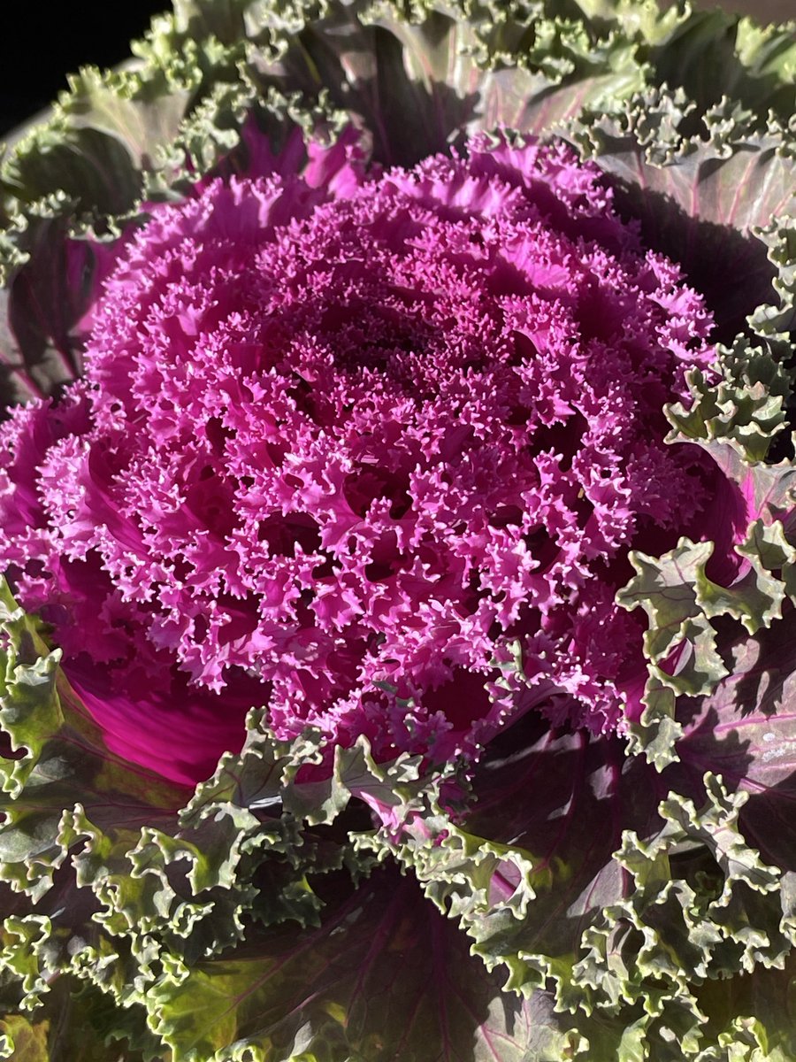 葉牡丹🌸✨

アブラナ科アブラナ属✨ヨーロッパ原産✨お正月に欠かせない花🌸日夲には食用として渡来✨別名花キャベツ🥬低温になると葉の色が変わる✨キャベツやケールの仲間で食べることも出来るが改良で葉が固いのが難点✨花言葉は愛を包む・祝福✨心に愛を重ねて包んで行こう祝福の日は近い🙏🌏✨
