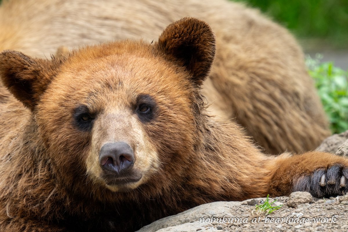 のぶクマ🐻C107 2日目 西あ-72b (西2) (@kumar0001) / Posts / X