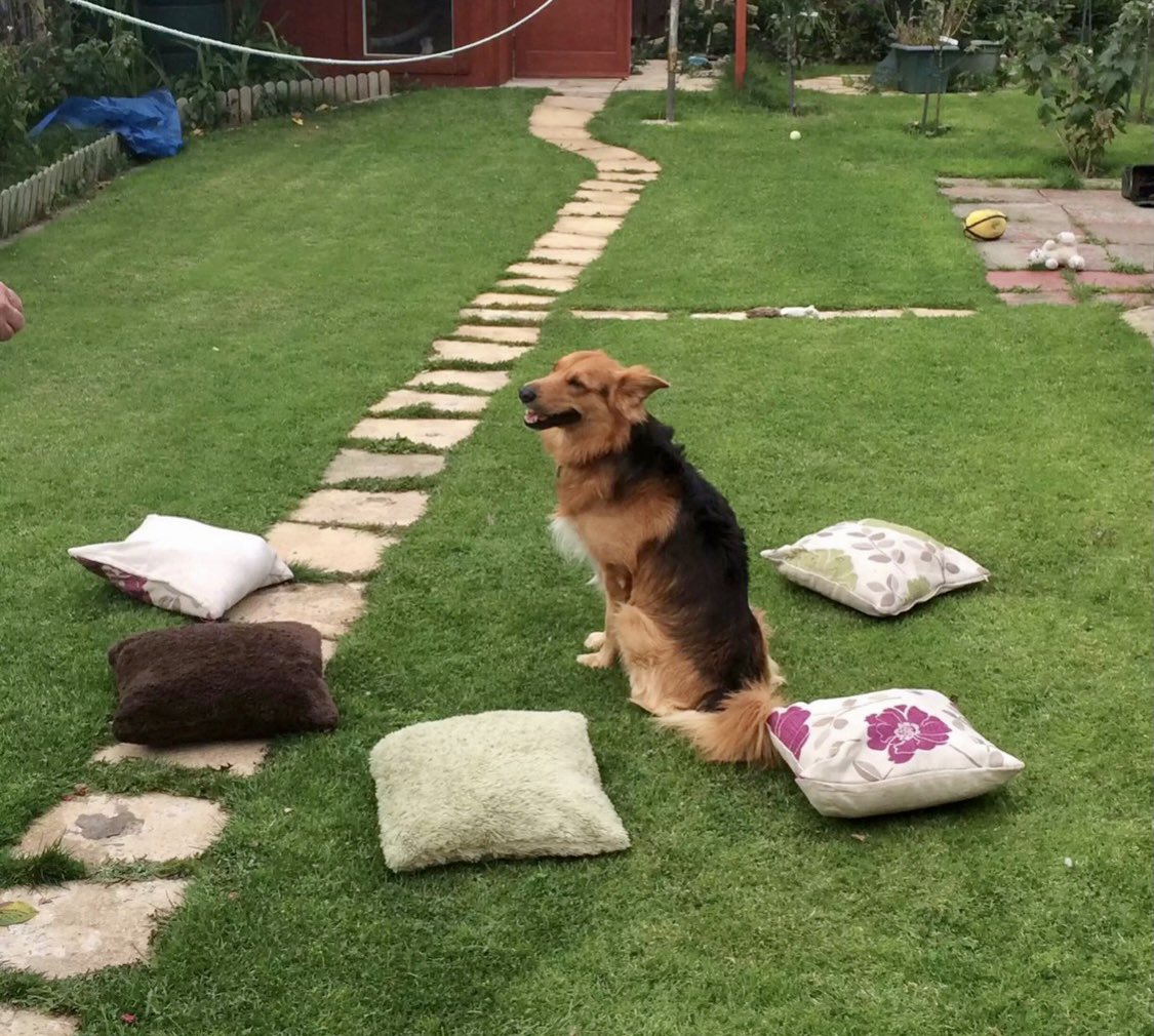 Dillon & Dougal & Angel Eric Da Dog 🌈🐾 tweet media