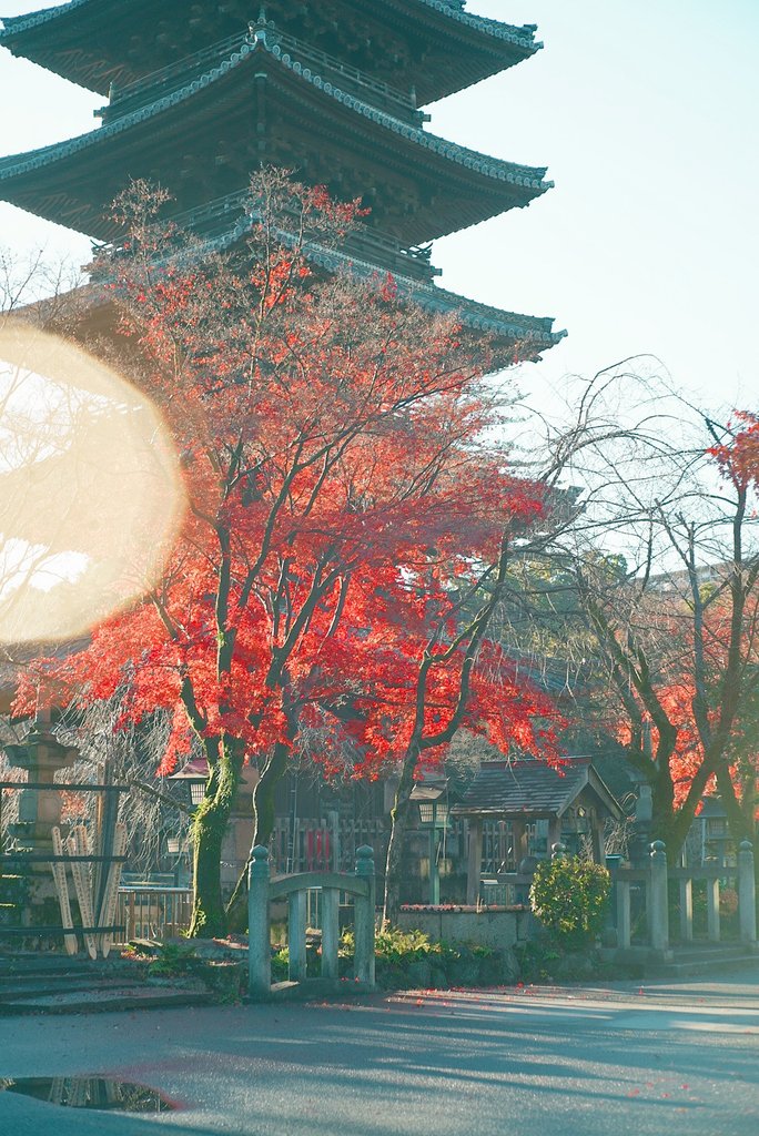 名古屋の五重塔は美しい🍁 12月18日、愛知県名古屋市 八事山 興正寺に