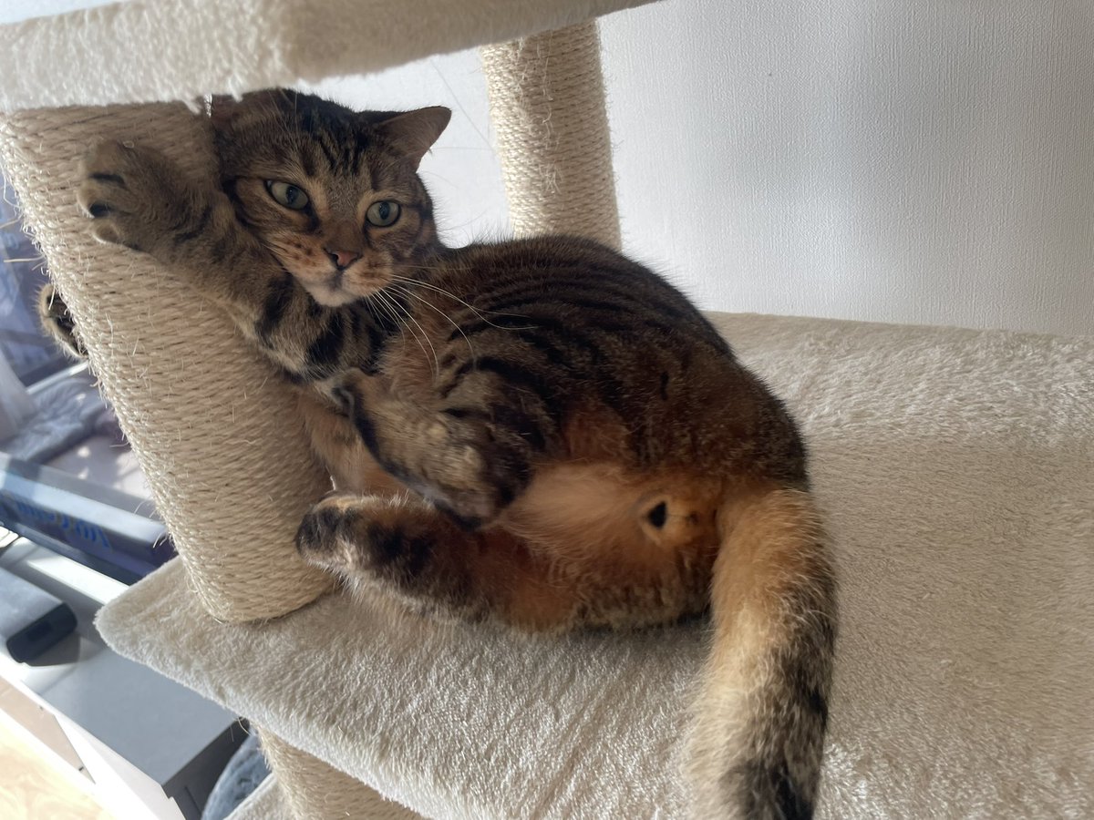 ネコスキー@元FOODNEKO公式にゃんバサダー (@nekoskyTokyo) / Posts / X