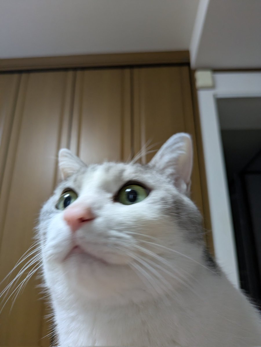 サバ白のミミ (@mmmm718145970) / Posts / X