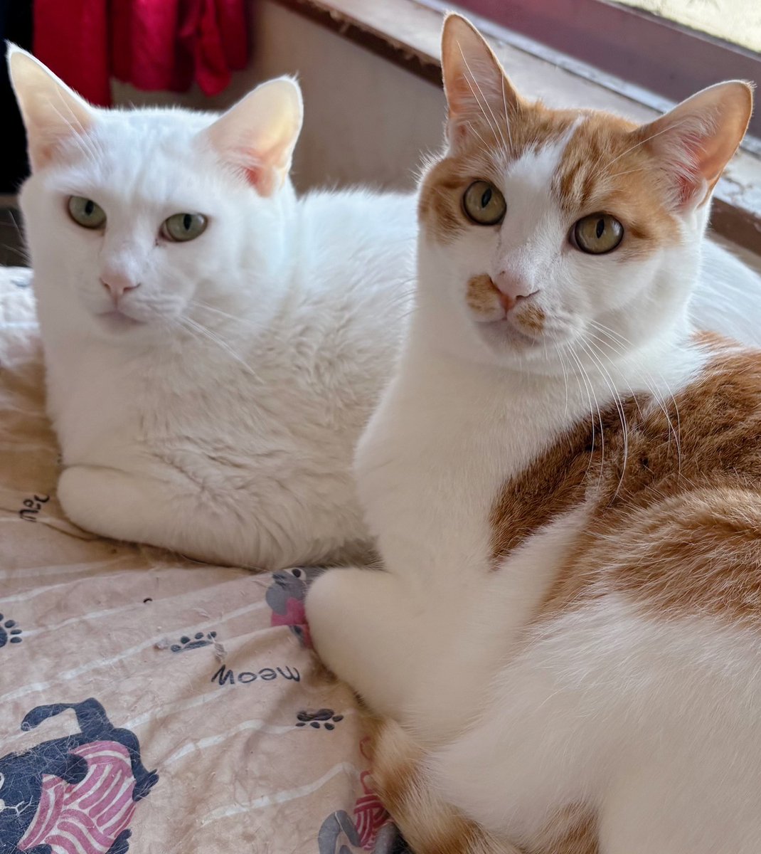 おはようございます☀️𓂃⟡.·

🥛たっぷりロイヤルミルクティーコンビ💞久しぶりのツーショットね📸✨️

では皆様よき1日を〜👋