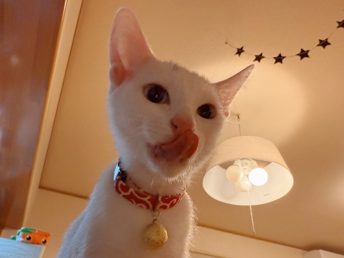 おはようございましゅ麻呂チョコMINT🐱🐱🐱🐱