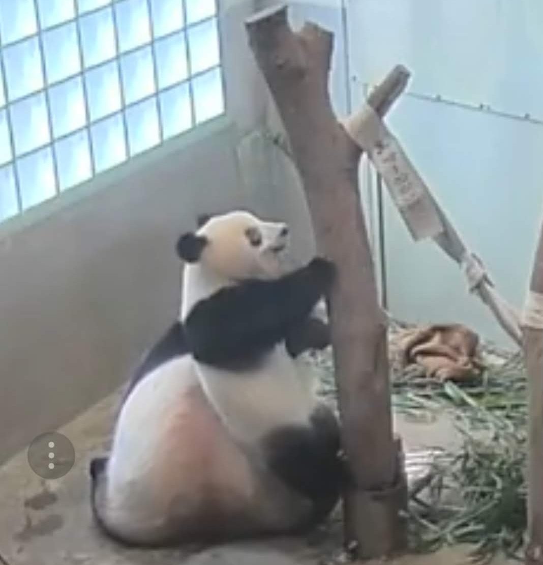 専用　シャンシャン　彩浜　楓浜 中国のスタッフも「シャンシャンはスター」、日本から会いに行く人も