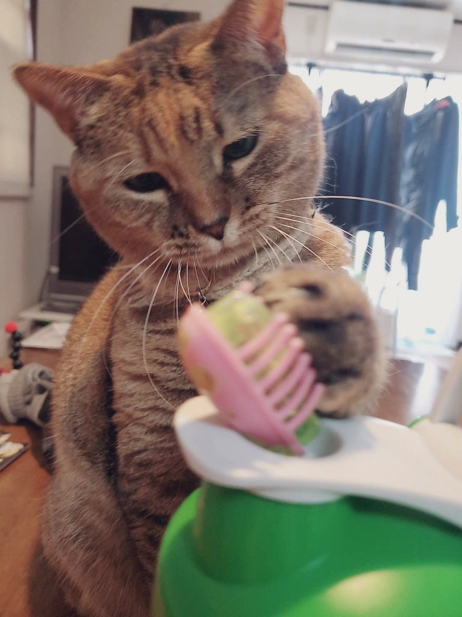 りぃちゃん 11点 周りが汚いのは 許してにゃん😽 ☻⋆˚✩Ꮹ∞ძ ოǫɾлілϧ ༘*ೄ˚☻ 起き