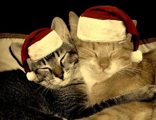 CabinHypnos's tweet photo. feliz navidad mestizos  🩵esperamos que hayan tenido una muy linda noche buena y que hoy hayan podido dormir una muy linda siesta 🩵🤍

nuestros más lindos deseos, admins de la cabaña 15🩵 https://t.co/1zuN03p9GW
