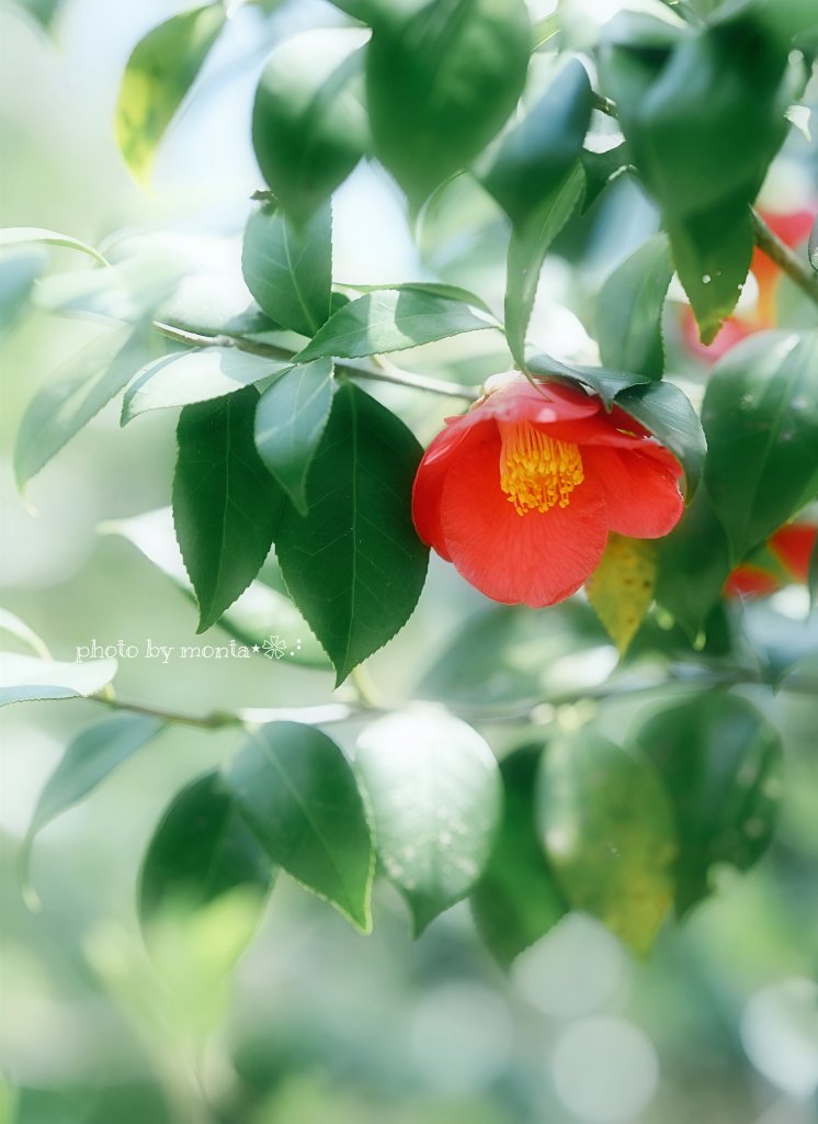 花y…ページ•*¨*•.¸♬︎ 巳んなが笑顔に」 ジャンボ花絵登場 安倍文殊院 桜井 ／奈良 | 毎日新聞