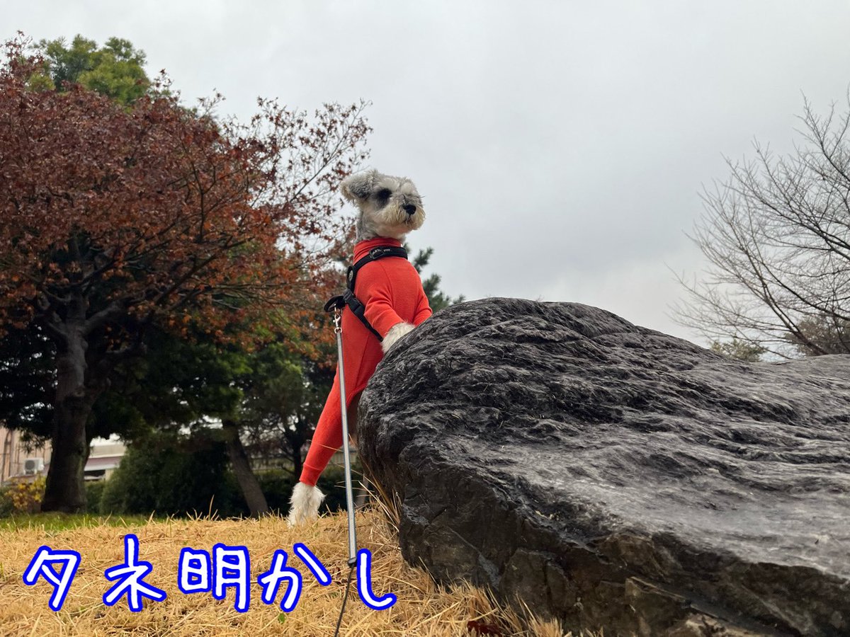 🙄🙄🙄実は🙄🙄🙄
#ミニチュアシュナウザー
#犬好きさんと繋がりたい
#犬のいる暮らし