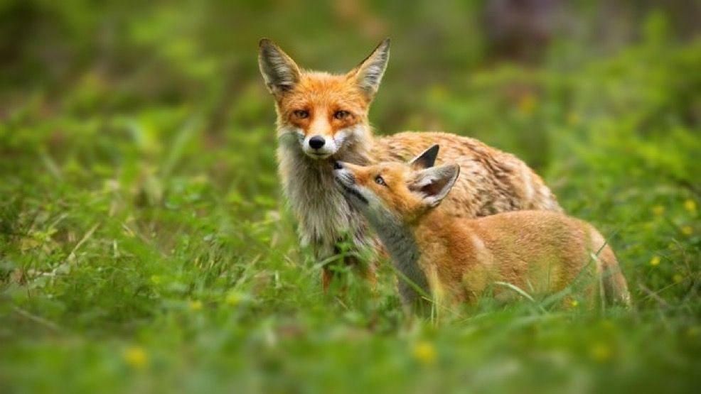 Protect the Wild tweet media