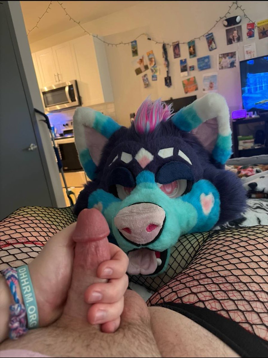 What do you think this husky wants ?