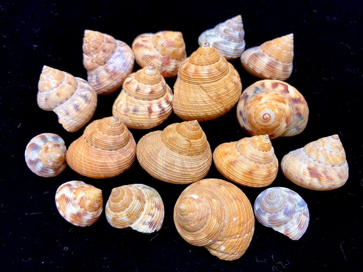 貝殻日和 (@uvYHeMSrf1DLWwf) / Posts / X