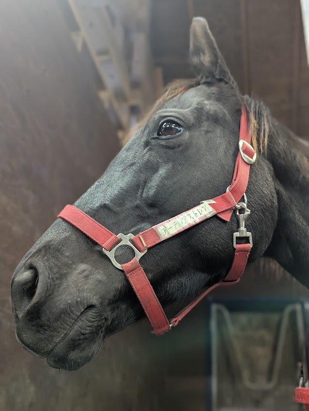 oiwakefarm's tweet photo. 本日中山11Rホープフルステークスに育成馬アーレムアレスが出走します🏇
毛色は違うけれどなんだか似ている弟をあーちゃんも応援しています！皆様も応援よろしくお願いします✨
#ホープフルＳ 
#アーレムアレス https://t.co/H8TDXhVChH
