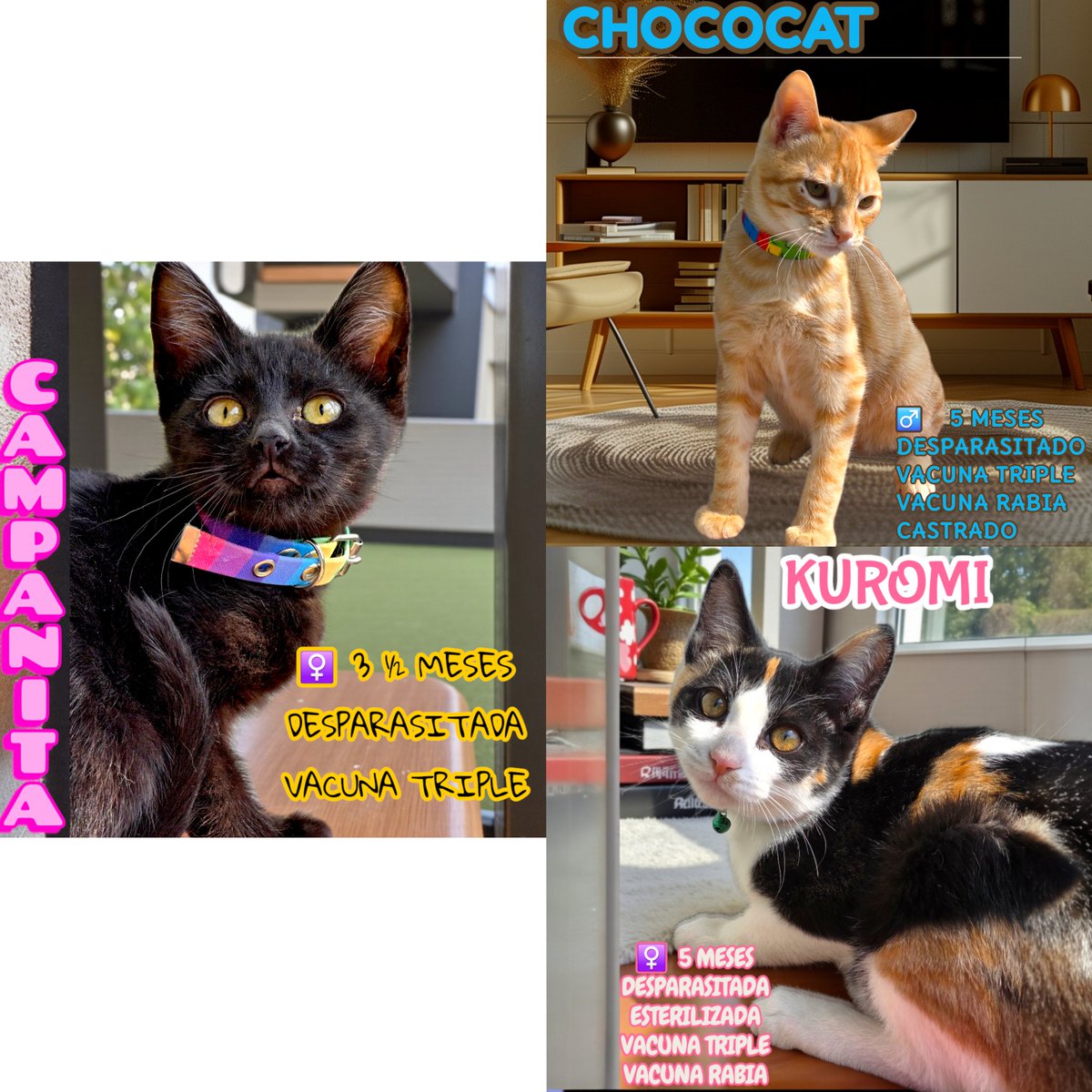 Hay algo profundamente injusto pasando aquí.
Son 15 gatos en adopción.
Quince vidas esperando.
Quince historias distintas.
Y más de dos meses sin que llegue la adopción responsable que merecen.
Entre ellos está Kiki, una mamá que sacó adelante a sus kikitos: Kike, Kuko y Keko.