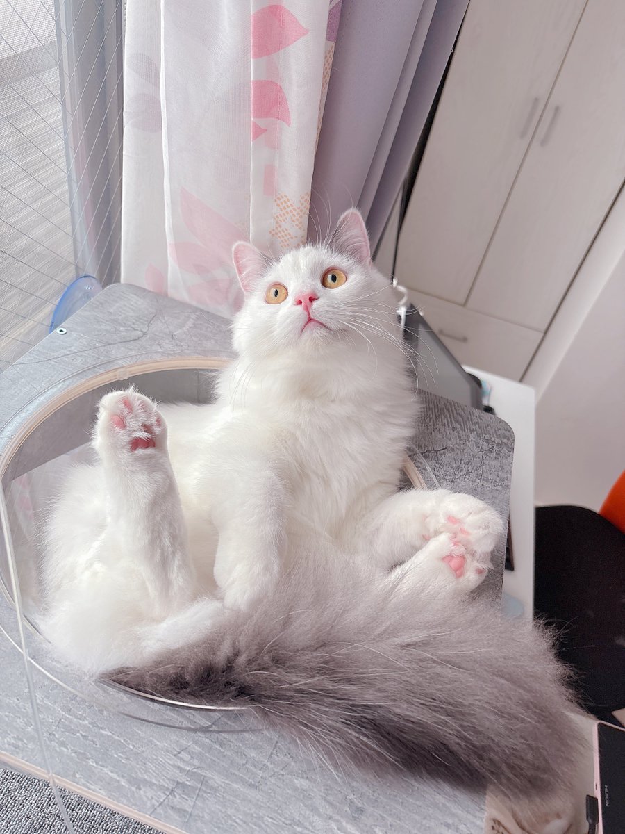 あおい (@aoaoao717) / Posts / X