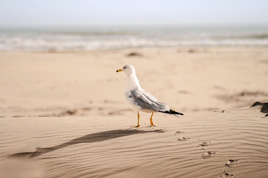 DebraMartz's tweet image. Follow My Tracks To The Beach @Debra Martz 
Photographed on South Padre Island in TX.

©Debra Martz, All Rights Reserved 

debra-martz.pixels.com/featured/follo… 

#seagull #RingBilledGull #beach #coastal #birds #aves #avian #BirdLovers #featheredFriends #ornithology #photography #AYearForArt