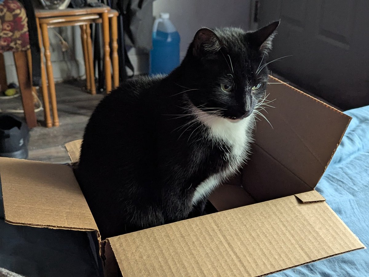 Merry Christmas everyone! Larry likes to play with the empty boxes.