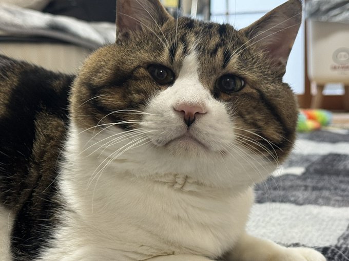 Twitterのコスプレ画像33