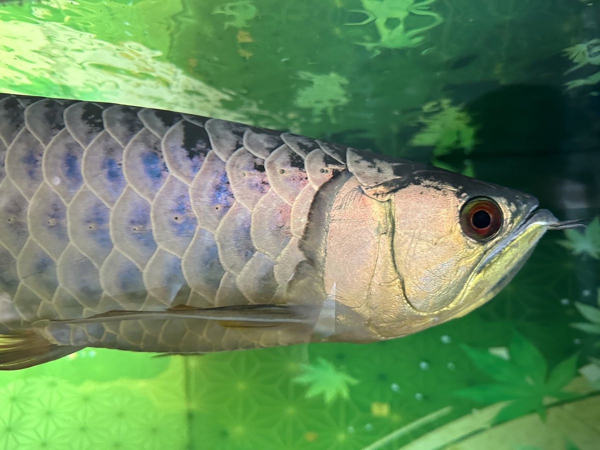 しー (@C_aquarium_aro) / Posts / X