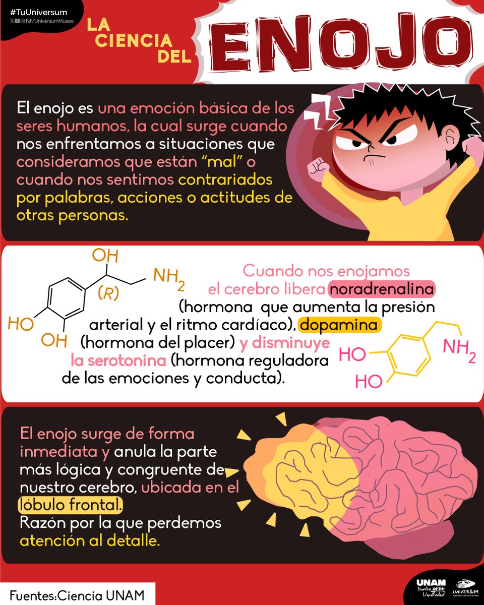 😠 Cuando nos enojamos, el cerebro libera noradrenalina y dopamina, y reduce la serotonina, lo que altera la presión arterial y el control emocional. Infografía de <a href="/UniversumMuseo/">Universum Museo</a>. ⬇️
