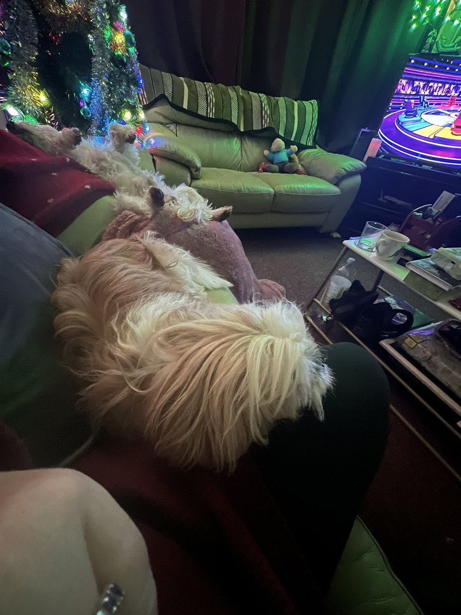 Dillon & Dougal & Angel Eric Da Dog 🌈🐾 tweet media