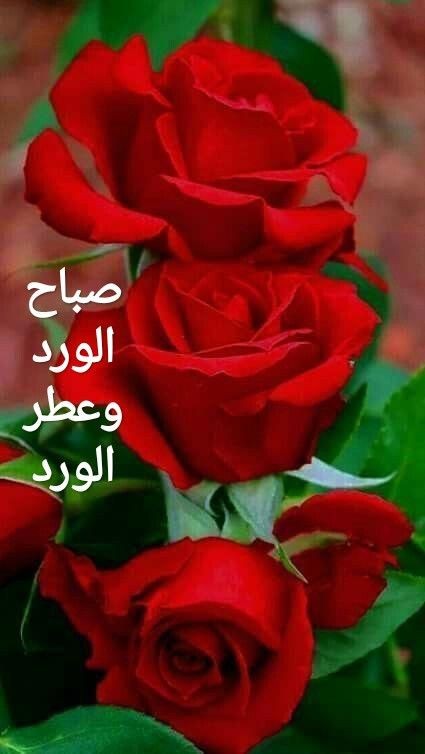 ر̀́ۈ̀́ح̀́ آ̀́ل̀́ۈ̀́ر̀́د̀́🌹🌸🌹 tweet media