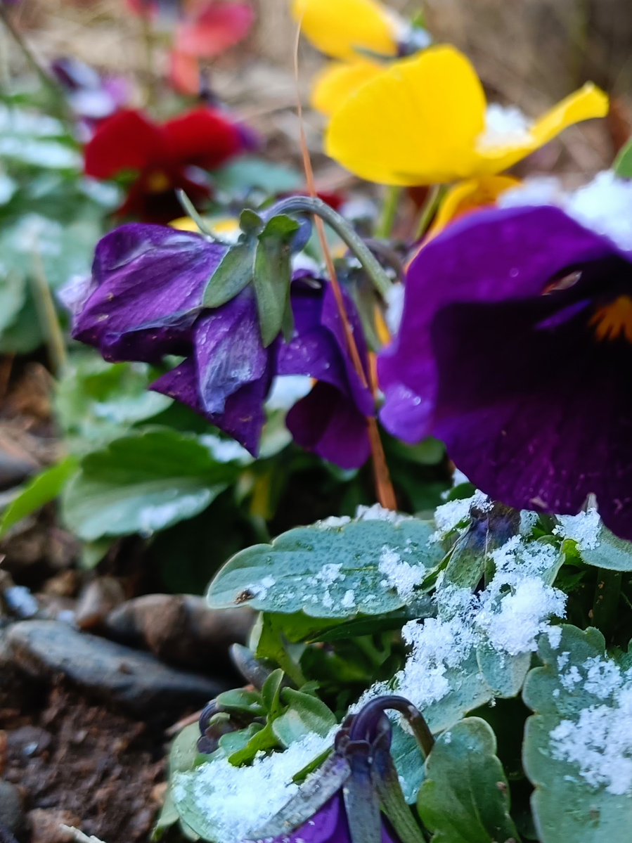 kinokdk's tweet image. 12/26(金)、おはようございます！
今日は仕事納め、職場を大掃除です
来年もよろしくの気持ちで綺麗にしてきます🧹

#TLを花でいっぱいにしよう
昨日はちょびっとWhite Xmas
今日からよい天気になるようです
俯いたビオラも顔を上げてくれるかな