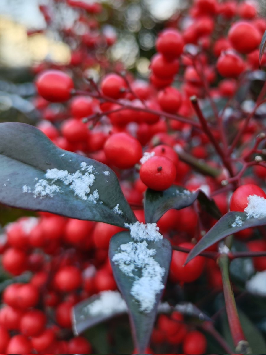 kinokdk's tweet image. 12/26(金)、おはようございます！
今日は仕事納め、職場を大掃除です
来年もよろしくの気持ちで綺麗にしてきます🧹

#TLを花でいっぱいにしよう
昨日はちょびっとWhite Xmas
今日からよい天気になるようです
俯いたビオラも顔を上げてくれるかな