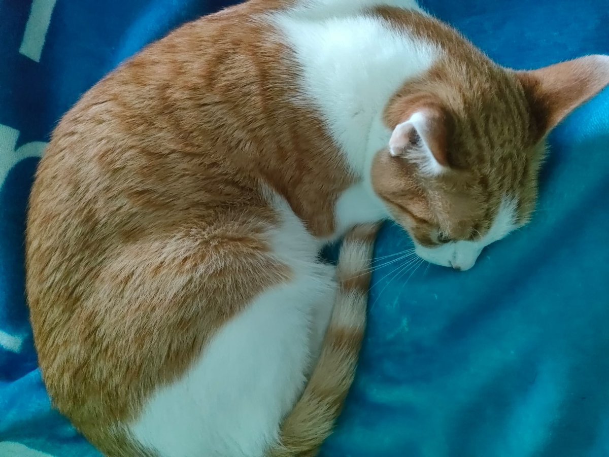 TheFoquitos's tweet image. 📷| Si Focus no cumple, cumplimos nosotros.
Feliz navidad Cuervitos ♥️🎄