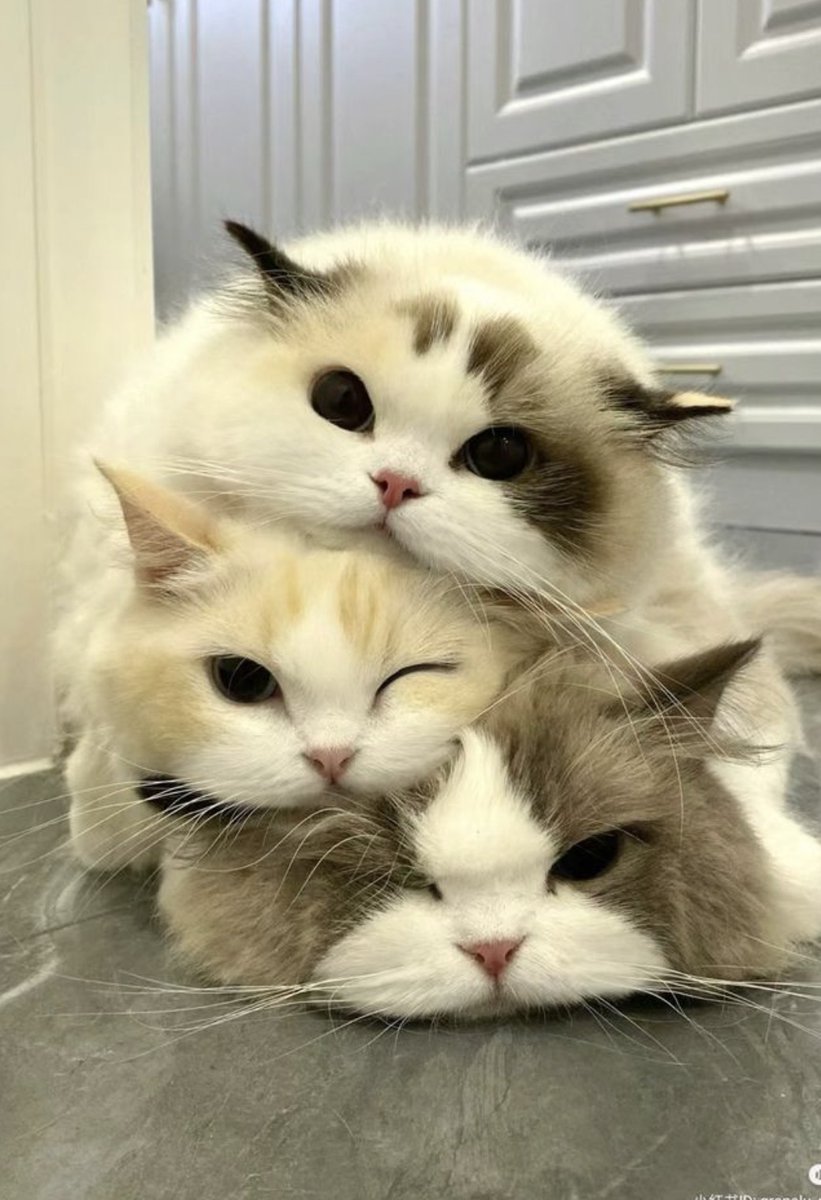 contents that ll heal your depression 🌻 (@catshealdeprsn) on Twitter photo 