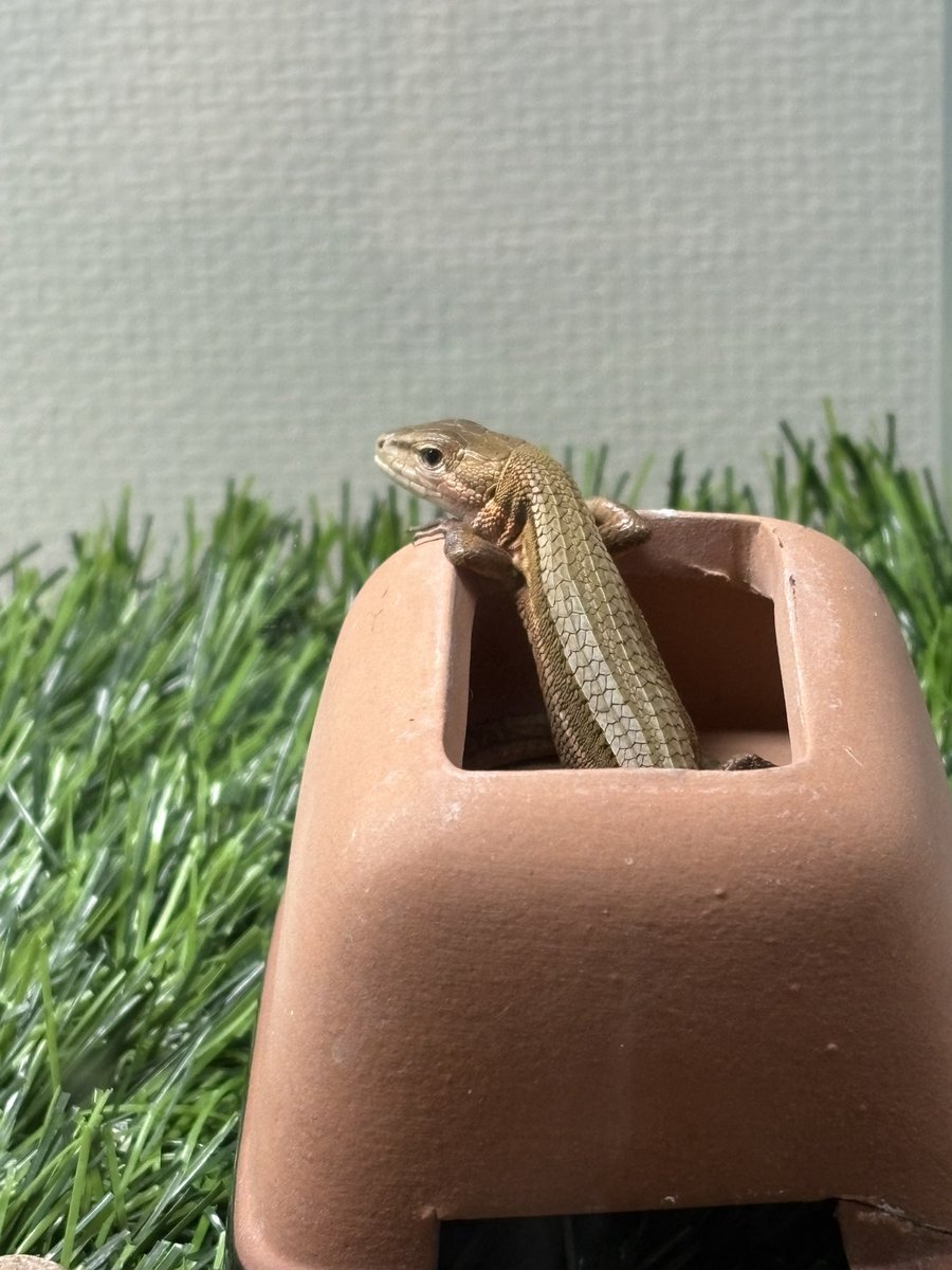 かなちょろab (@kanachoro12914) / Posts / X