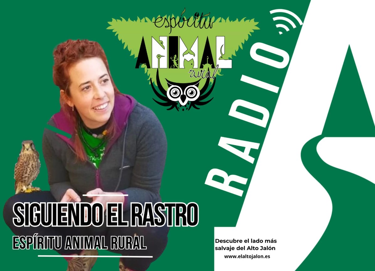 Siguiendo el Rastro por el camino del molino de Nuévalos.

alucanaradio.es/el-camino-del-…