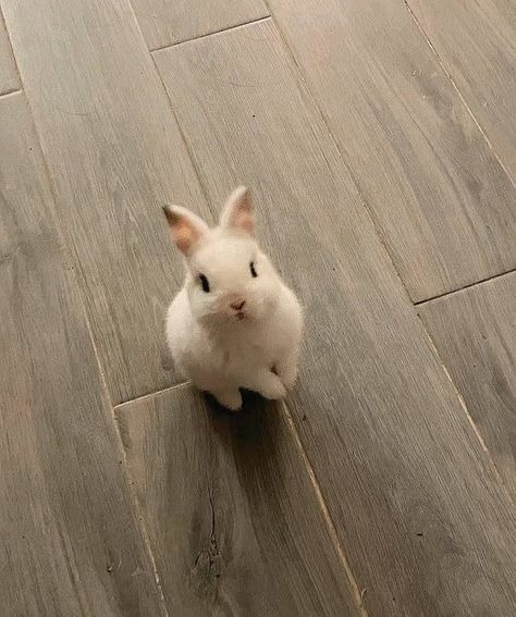 postfess's tweet image. 🧡 Wujud asli Minci! Beberapa hari yang lalu aku nemuin foto-foto gemesin ini di timeline Twitter 🤭