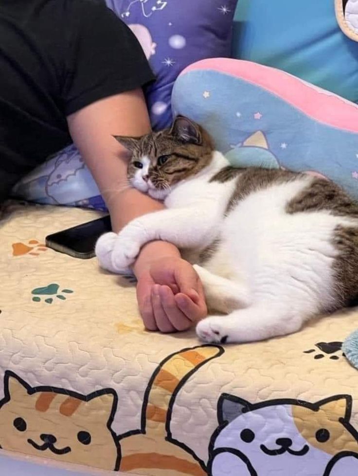 Cats all the way tweet media