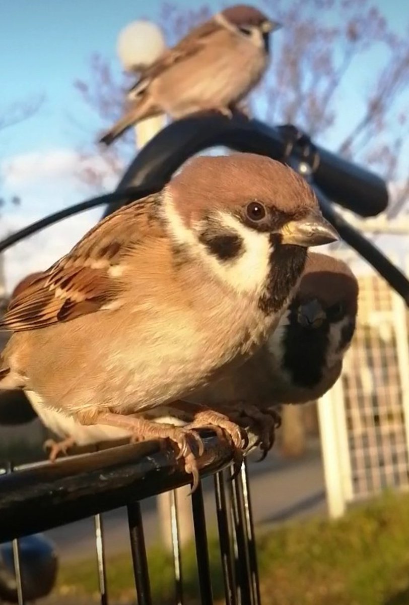 ピピピ (@pi_pipi33) / Posts / X