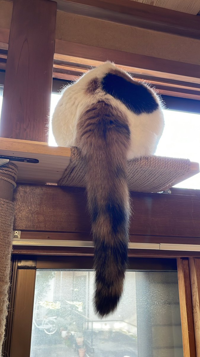 ねこ⭐︎° 5月7日(火)18時より抽選開始】【MEOWWWTHRA】ニャスラ(SAKURA)が登場