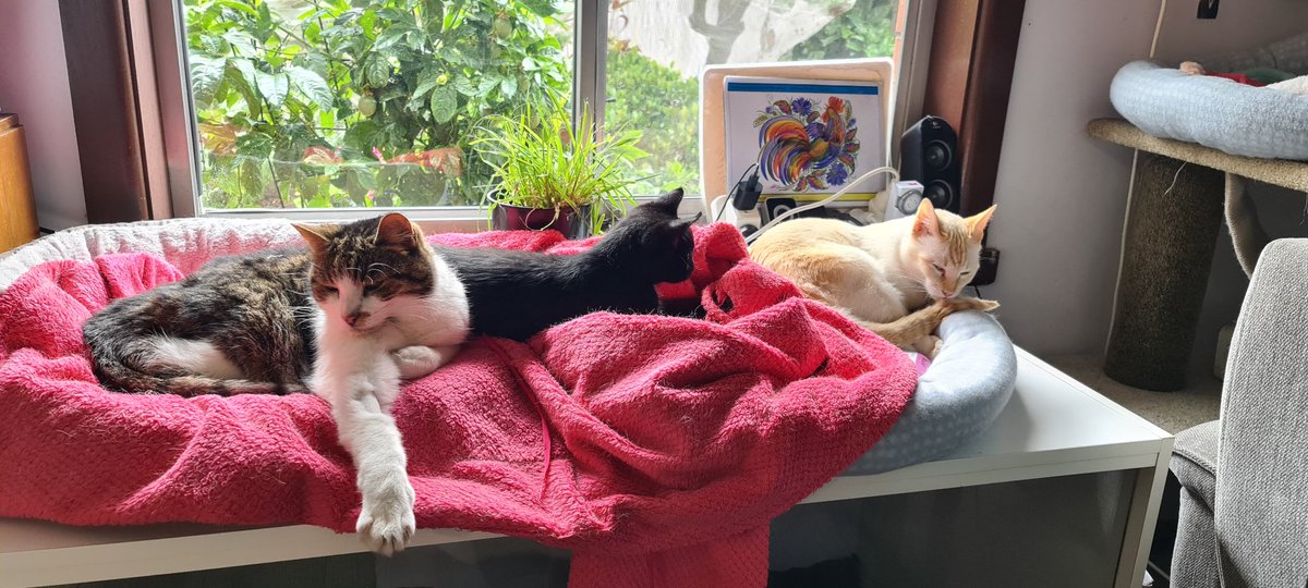 iamstweve's tweet photo. Daily Pet Pic 😻 https://t.co/axxilUOnUi