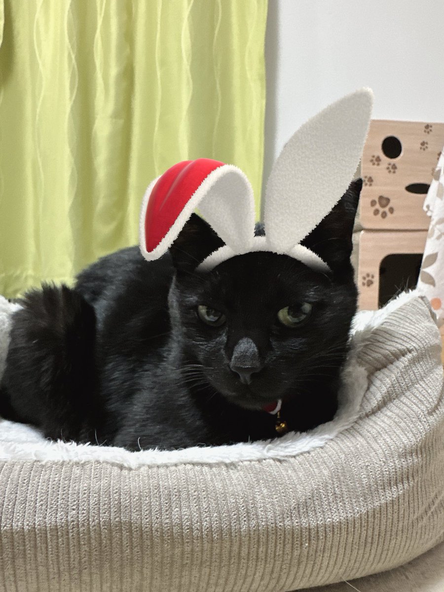 黒猫 (@kuroneko071975) / Posts / X