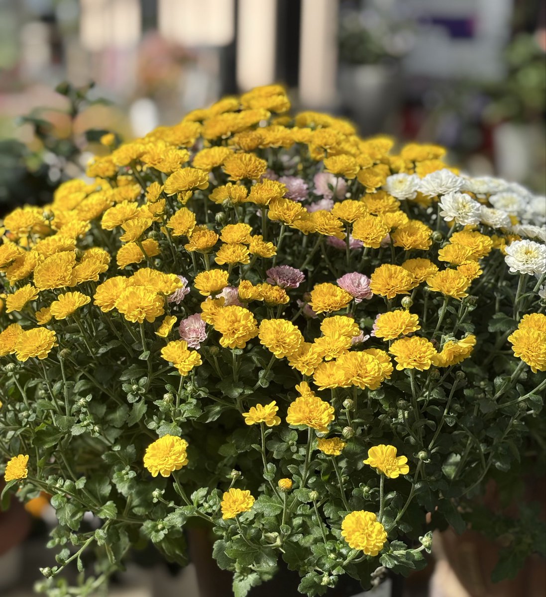 おはようございます😊
今日も感謝です🍀

お天気☁️☁️…一気に気温が下がり寒いです😅昨夜雪が・・・😱

では､､今日もよい一日を…❣️