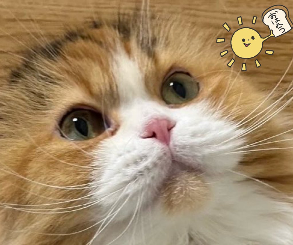 猫好きさん集まれー🐈🐈 Community on X - 20.8K Members