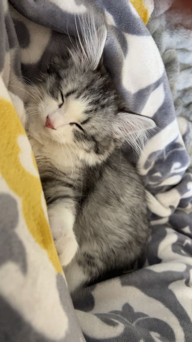 Miss May 🔮✨IRIAM US tweet media