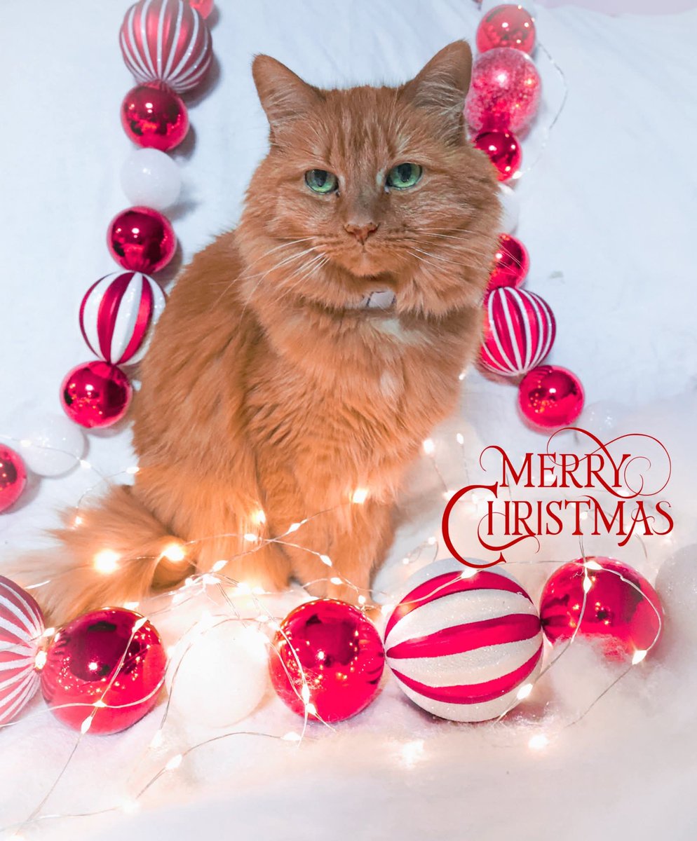 Merry Christmas to everyone! Wishing you joy, peace, and unforgettable journeys.
History Morocco Tours 
#MerryChristmas #Christmas #historymoroccotours #culturetours 
#vacation #travel #trips