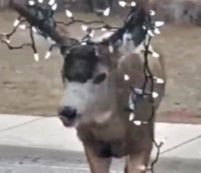 deershouldnt's tweet image. In my jolly era