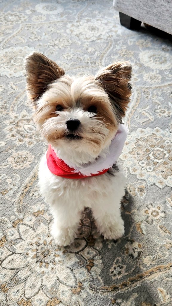 NAILLIT1's tweet image. MERRY CHRISTMAS EVERYONE!!