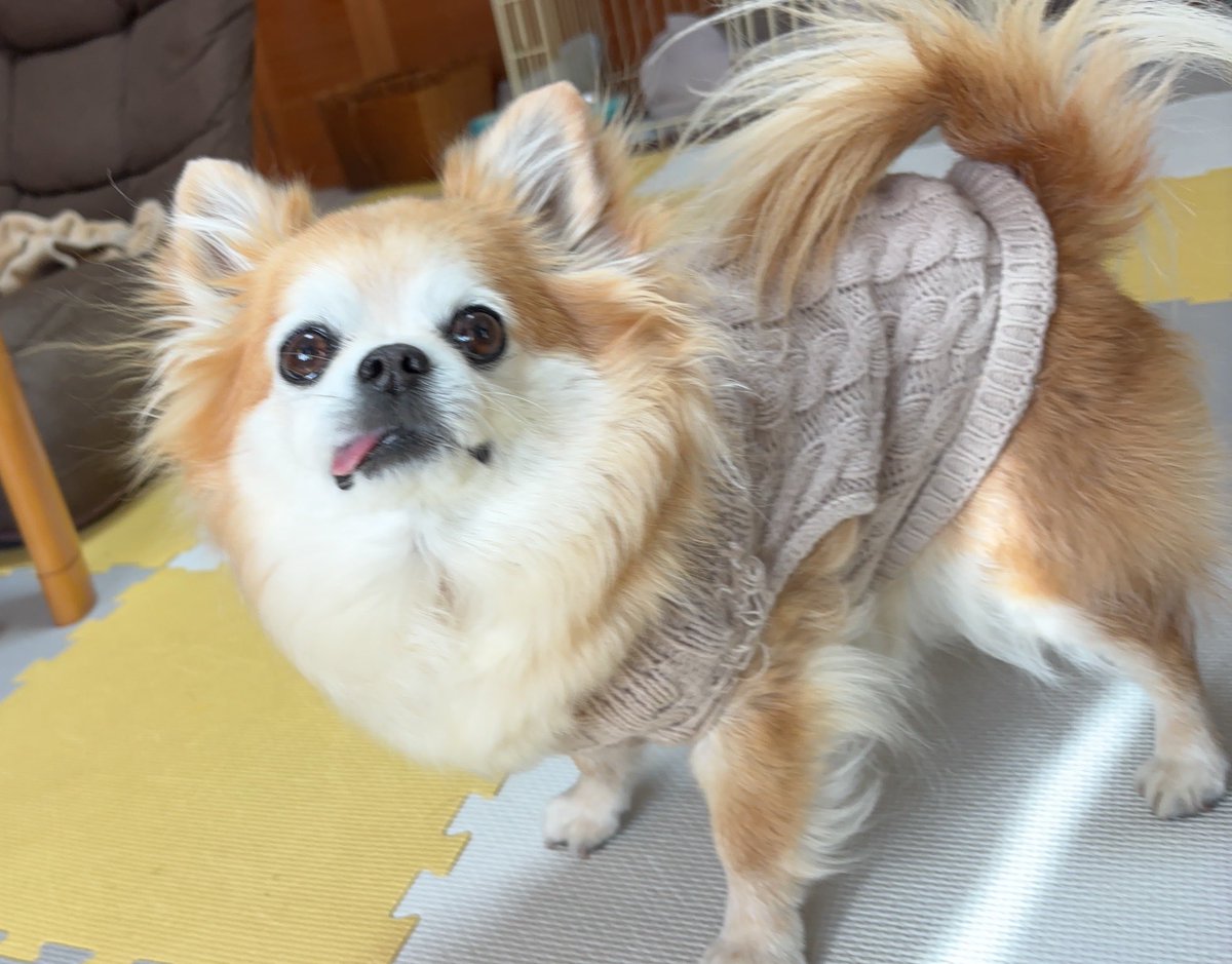 チワワ•*¨*•.¸♬︎ おやつください🐶