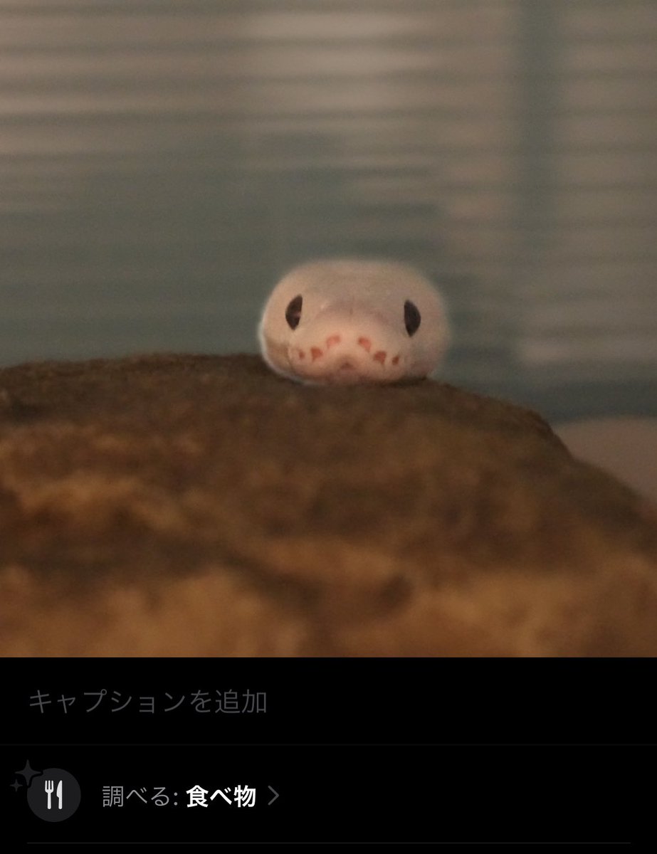 MALMo31888o's tweet photo. 今日もかわいいごはん食べない餅の化身 https://t.co/RIhUX42mtC